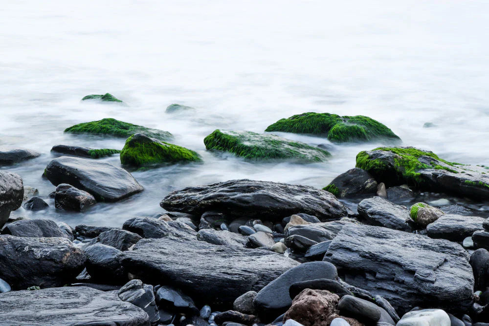 The Top 5 Benefits of Sea Moss: A Must Have Supplement!