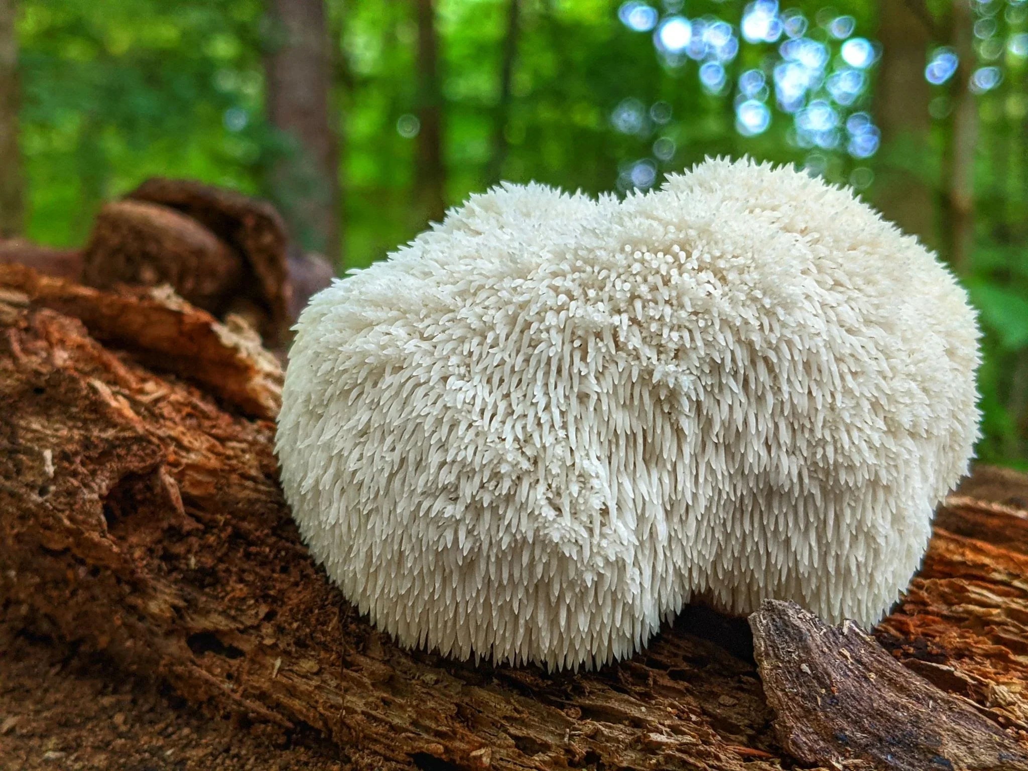 Benefits of Lion's Mane Mushroom and Holistic Vybez Mushroom Gummies