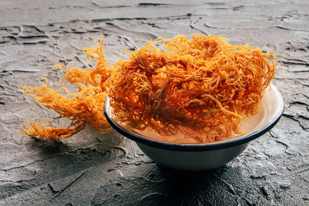 What Sea Moss Does to the Body: An In-Depth Look 👀
