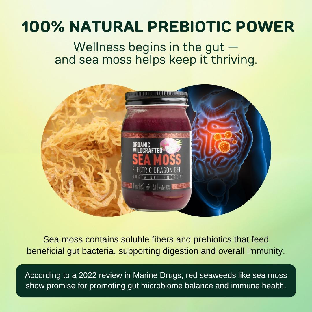 Pineapple Sea Moss Gel - Tropical | Holistic Vitalis