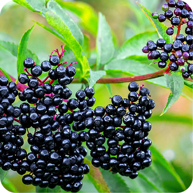 Elderberry
