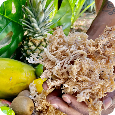 Wildcrafted Sea Moss