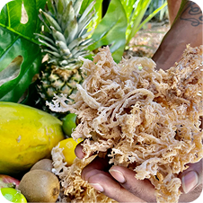 Wildcrafted Sea Moss