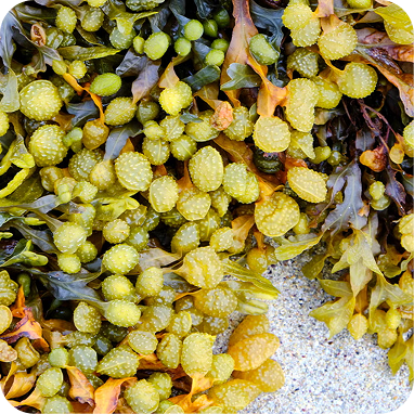 Bladderwrack