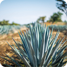 Organic Agave