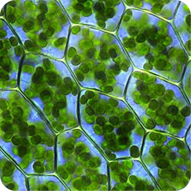 Chlorophyll