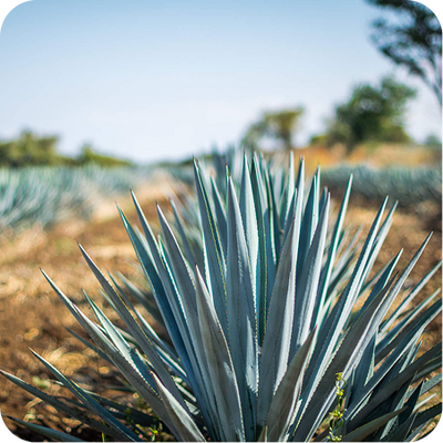 Organic Agave