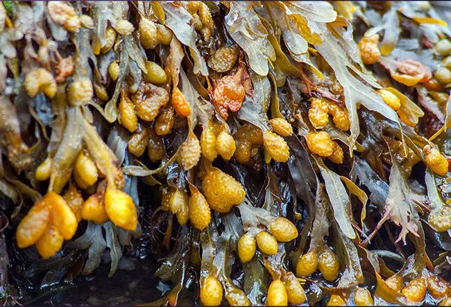 Bladderwrack